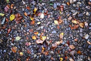colourful wet pebble stone in stream water with autumn falling leaf background photo