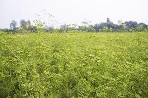 Greenfield of  coriander seeds harvest  landscape view photo