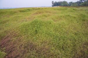 Greenfield of  coriander seeds harvest  landscape view photo