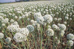 Onion Flowers Plantation  in the field natural Landscape view under the Blue sky photo