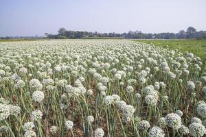 Onion Flowers Plantation  in the field natural Landscape view under the Blue sky photo