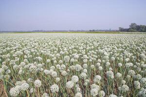 Onion Flowers Plantation  in the field natural Landscape view under the Blue sky photo