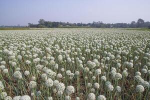 Onion Flowers Plantation  in the field natural Landscape view under the Blue sky photo