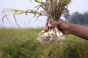 Farmer Hand holding a bunch of fresh garlic, harvesting season  in the field photo