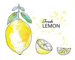 Fresh lemon fruits with leaf on a white background. Vector hand drawn lemon.