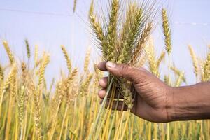 granjero mano participación trigo grano espiga en el campo foto