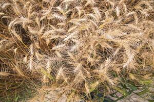 Top View of Ripe Wheat grain spike in the field photo