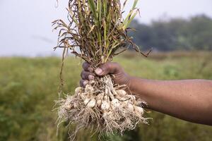 Farmer Hand holding a bunch of fresh garlic, harvesting season  in the field photo