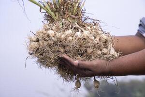 Farmer Hand holding a bunch of fresh garlic, harvesting season  in the field photo