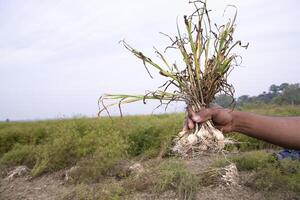 Farmer Hand holding a bunch of fresh garlic, harvesting season  in the field photo