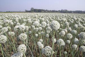 Onion Flowers Plantation  in the field natural Landscape view under the Blue sky photo