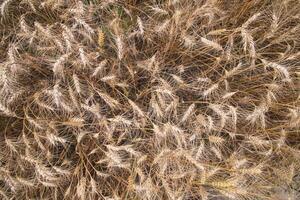 Top View of Ripe Wheat grain spike in the field photo