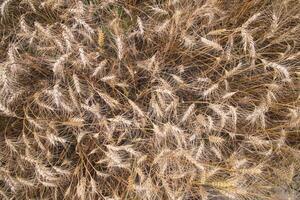 Top View of Ripe Wheat grain spike in the field photo