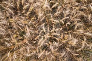 Top View of Ripe Wheat grain spike in the field photo