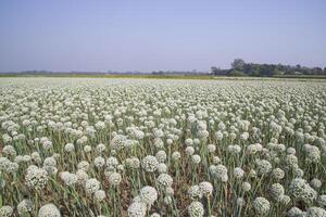 Onion Flowers Plantation  in the field natural Landscape view under the Blue sky photo