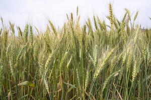 Wheat grain field closeup spike with blue sky image photo