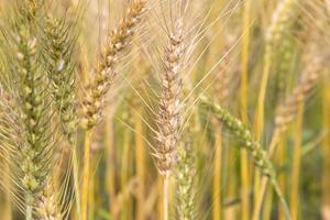 Wheat grain spike in the field. Selective Focus photo