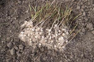 a bunch of fresh garlic on the ground in the field, harvesting season photo