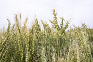 Wheat grain field closeup spike with blue sky image photo