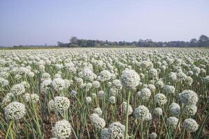 Onion Flowers Plantation  in the field natural Landscape view under the Blue sky photo