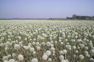 cebolla flores plantación en el campo natural paisaje ver debajo el azul cielo foto