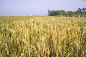 wheat grain field countryside of Bangladesh photo