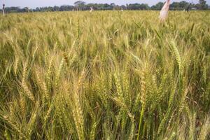 wheat grain spike closeup Image agriculture concepts photo