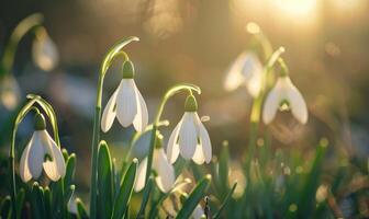 AI generated Snowdrops blooming in forest, closeup view, bokeh light photo