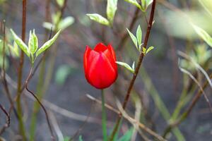 Red tulip flowers background outdoor photo