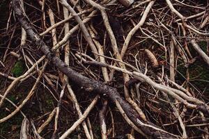 raíces de antiguo árbol sin suelo - orgánico antecedentes foto