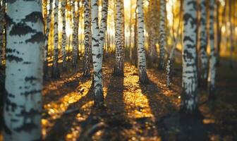 AI generated birch forest in sunlight in the morning, soft focus. photo