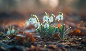 AI generated Snowdrops blooming in forest, closeup view, bokeh light photo