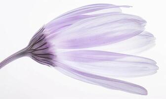 ai generado pálido púrpura manzanilla flor en blanco fondo, de cerca foto