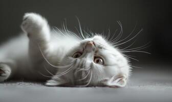 ai generado linda blanco británico cabello corto gato acostado en el piso y mirando arriba foto