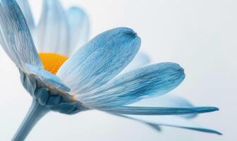 ai generado ligero azul margarita flor pétalos en blanco antecedentes. foto