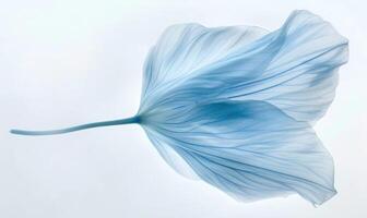 AI generated A light blue brush stroke forming a chamomile petal. Chamomile flower painted on white background photo