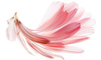 AI generated Pale pink daisy flower petals on white background. photo