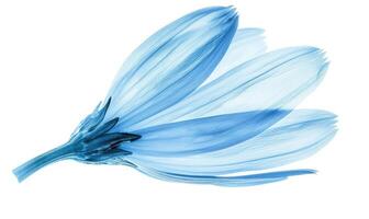 AI generated Light blue daisy flower petals on white background. photo