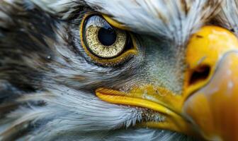 ai generado cerca arriba de el ojo de un dorado águila foto