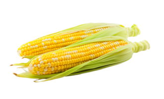 AI generated Two fresh ears of corn with vibrant yellow kernels and green husks, isolated on a transparent background, perfect for Thanksgiving and harvest themes png