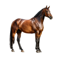 AI generated Majestic bay horse standing sideways, with detailed muscle structure, isolated on a transparent background, suitable for equestrian themes and animal related designs png