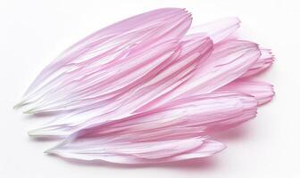 AI generated Pale pink daisy flower petals on white background. photo