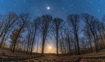 ai generado misterioso oscuro bosque con estrellas en el cielo. noche bosque con lleno Luna y estrellas en el cielo. foto