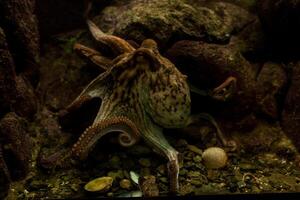 Octopus in the aquarium Selective focus Octopus looking straight into the eyes of the observer. photo