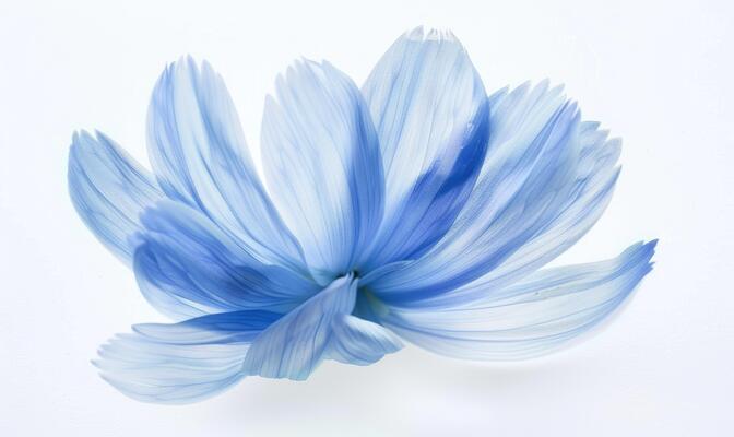 AI generated A light blue brush stroke forming a chamomile petal. Chamomile flower painted on white background