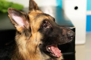 german shepherd headshot photo