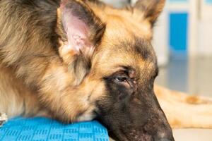 german shepherd headshot photo