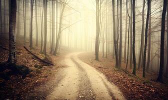 AI generated Path in the forest in a mysterious foggy morning. Retro style photo