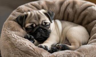 AI generated Sleepy pug puppy curled up in a soft bed photo