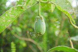 Eggplant plants with fruit that is still green and ready to be eaten as a nutritious vegetable photo